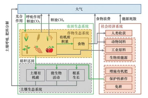 聚焦农田碳汇助力乡村振兴：2025中央一号文件解读与农田生态系统可持续发展
