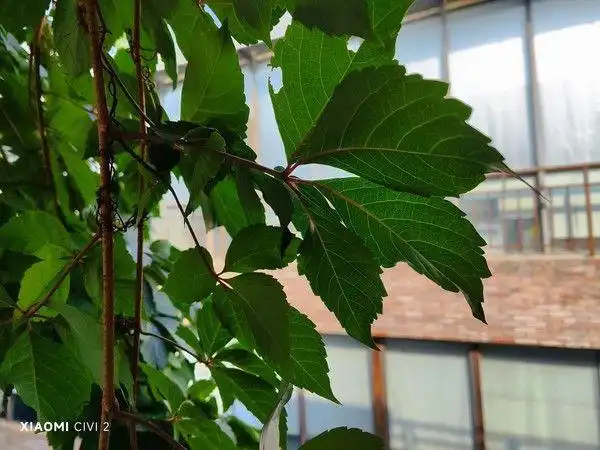 小米的细节_小米14：一款注重细节的手机_小米注重细节手机怎么设置